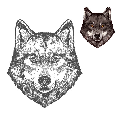 Wolf muzzle vector isolated sketch animalのイラスト素材