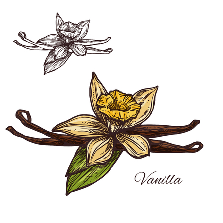 Vanilla flower spice herb vector sketch plant icon illustration.のイラスト素材