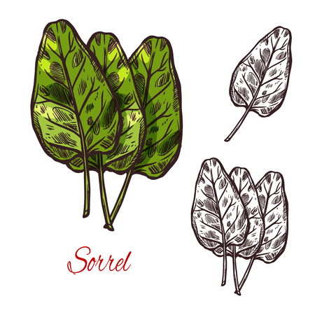 Sorrel vegetable spice herb plant sketch icon. Vector isolated leaf of wild sorrel lettuce for culinary cuisine cooking or flavoring herbal seasoning ingredient or grocery store and market designのイラスト素材