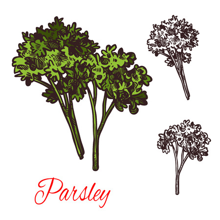 Parsley seasoning vector sketch plant iconのイラスト素材