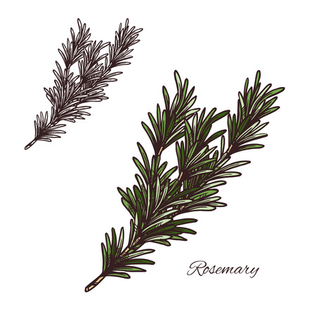 rosemary seasoning spice herb sketch icon. Vector isolated rosemary herb plant for culinary cuisine cooking or flavoring herbal seasoning ingredient or grocery store and market designのイラスト素材