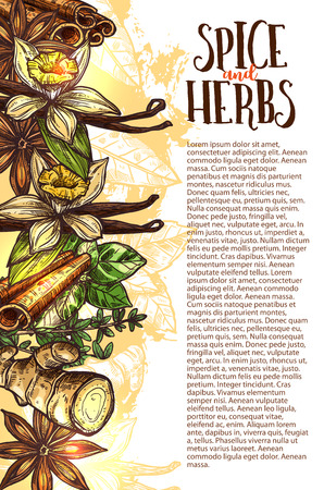 Herbs and spice sketch poster design for farm herbal store or spices market. Vector ginger root, vanilla pos or anise star flavoring and cinnamon seasoning condiment for cooking recipe or culinaryのイラスト素材