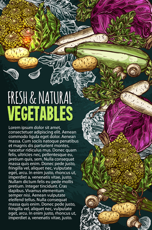 Vector sketch poster of natural fresh vegetablesのイラスト素材