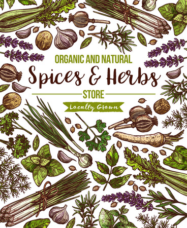 Vector spices and herbs herbal store posterのイラスト素材