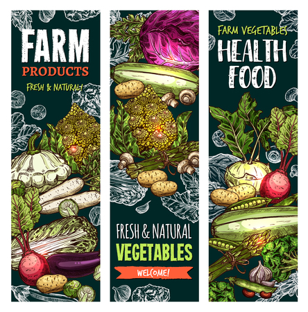 Vector sketch banners of natural farm vegetablesのイラスト素材