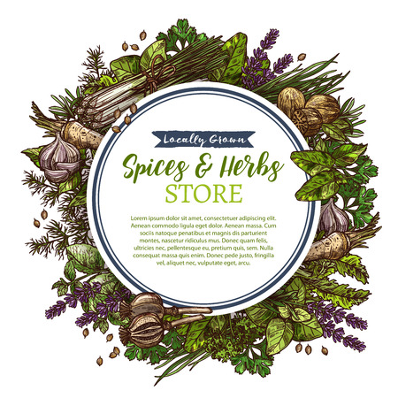 Spices and herbs farm store vector sketch poster illustration.のイラスト素材