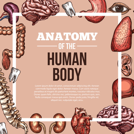 Human organs vector sketch body anatomy poster illustration.のイラスト素材