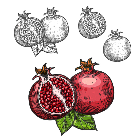 Pomegranate vector sketch fruit cut section icon illustration.のイラスト素材
