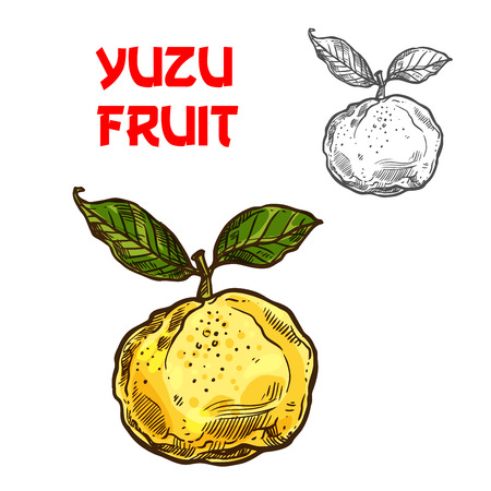 Yuzu vector sketch citrus fruit cut iconのイラスト素材