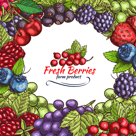 Vector natural berries sketch posterのイラスト素材
