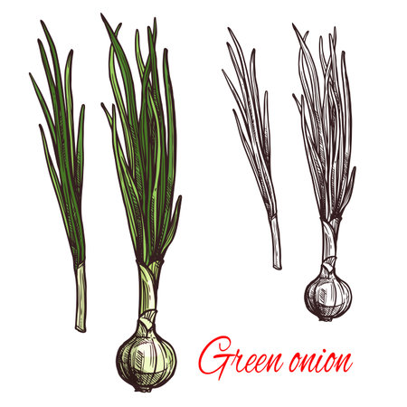 Green onion vegetable isolated sketch of scallion with fresh leaf. White bulb and green stalk of spring onion or leek icon for grocery shop or farm market label designのイラスト素材