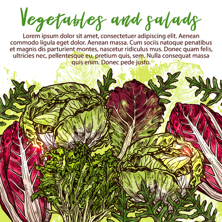 Vector sketch poster of salads vegetablesのイラスト素材