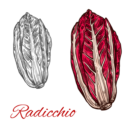 Radicchio salad vector sketch vegetable iconのイラスト素材