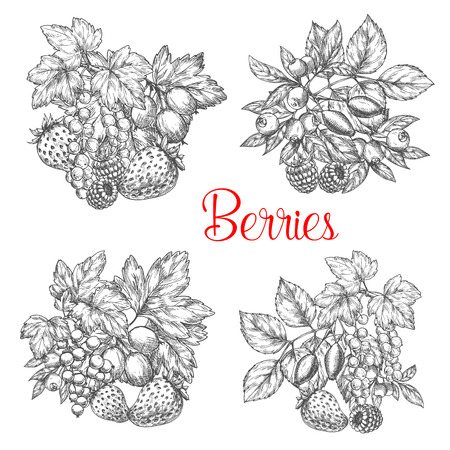Vector sketch icons of fresh berries and fruitsのイラスト素材