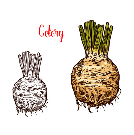 Celery round root, fresh healthy food, monochrome and color sketches. Healthy organic vegetable full of vitamins. Picante tasty hard natural edible celery used in salads and dishes vector isolated.のイラスト素材