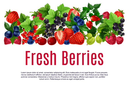 Berries poster or banner template. Fresh vector  blueberry, black currant and redcurrant, cherry and raspberry harvest. Forest strawberry, gooseberry and briar berry fruits cropのイラスト素材