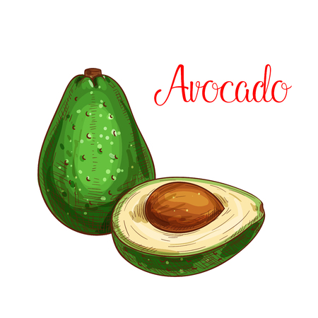 Avocado sketch. Vector isolated fruit icon of exotic cut or sliced to flesh. Dietary tropical asian or mediterranean fruit of for grocery store, shop and farm market or product labelのイラスト素材