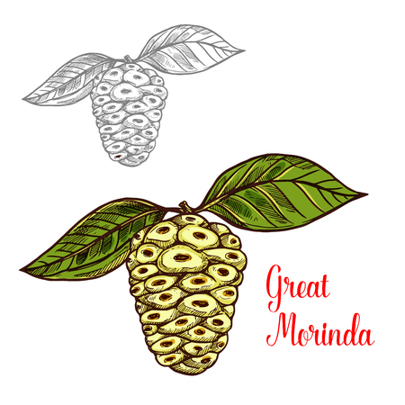Great morinda or Indian mulberry sketch of tropical fruit. White berry of noni tree fruit with green leaf icon of healthy food and drink ingredient for juice or jam label, vegetarian recipe designのイラスト素材