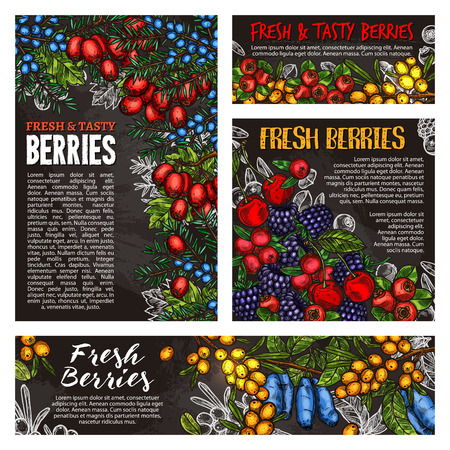 Cherry, blackberry and cranberry, blueberry, rowanberry and barberry, honeysuckle, buckthorn and juniper chalk sketch on blackboard. Chalkboard of wild forest and farm berriesのイラスト素材