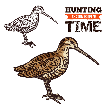 Vector isolated wild forest Eurasian woodcock bird, hunt adventure. Hunting open season, hunter society or hunt club theme dsignのイラスト素材