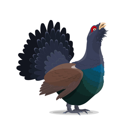 Grouse bird cartoon icon. Vector isolated wild forest blackcock bird for zoo, zoology or hunting open season themeのイラスト素材