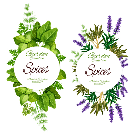 Spices and herbs of lavender, sage or marjoram and sage leaf. Vector natural organic farm food of spinach and sorrel, rosemary and tarragon plant with dill and parsley for salad dressingのイラスト素材