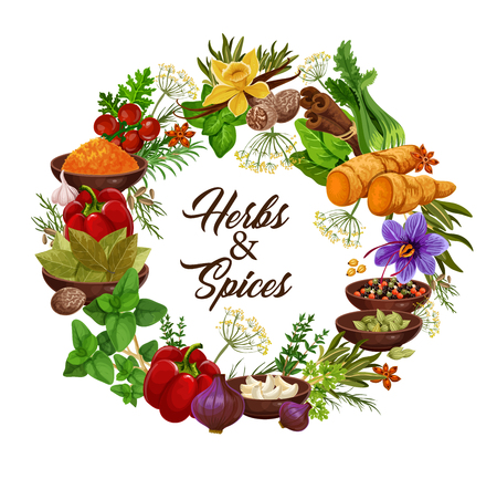 Spices and herbs, vector seasonings and condiments. Anise and oregano, rosemary and thyme, ginger and vanilla, mint and cinnamon, basil and dill, cumin and bell pepper, sage and bay leaf seasoningsのイラスト素材