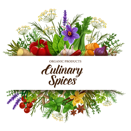 Culinary spices with vegetable seasonings, herbs and condiments. Vector pepper, basil and tomato, ginger, garlic and vanilla, anise, thyme and rosemary, dill, parsley and saffron, lavender and fennelのイラスト素材