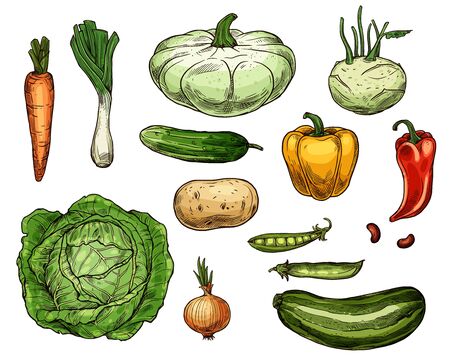 Vegetable sketches, isolated food. Vector farm carrot and green onion, cabbage and potato, pea and red yellow pepper, zucchini and patty pan squash, cucumber and beans, kohlrabi veggiesのイラスト素材