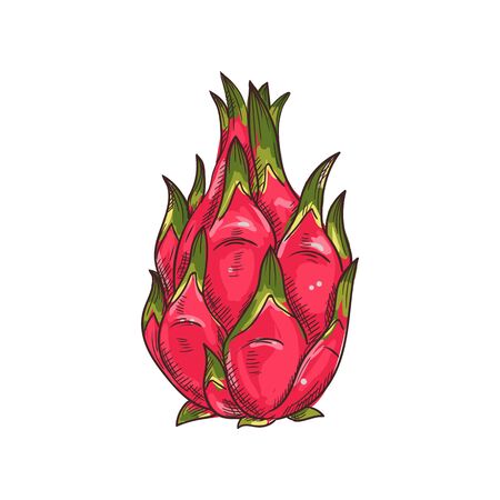 Pitaya dragonfruit isolated food sketch. Vector pithaya, exotic tropical dessert, dragon fruitのイラスト素材