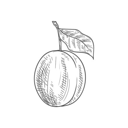 Fresh juicy plum fruit sketch isolated on white backgroundのイラスト素材