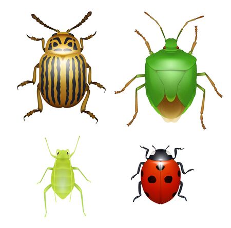 Ladybug and Colorado beetle, wood aphid and green shield bug, agriculture pests species. Bugs and beetles, realistic vector isolated insect animalsのイラスト素材