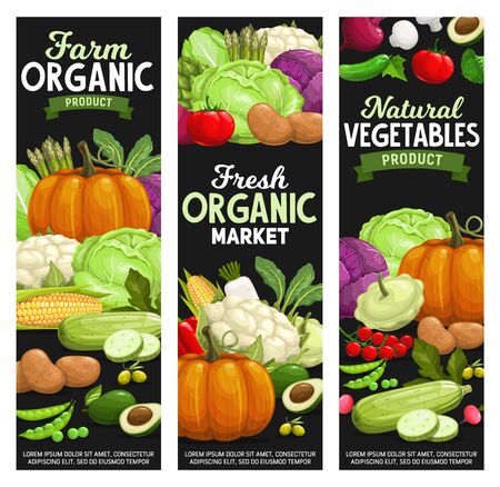 Vegetables and farm veggies, farm market and grocery store vector banners. Organic natural food pumpkin, tomato and pepper, zucchini squash and avocado, cauliflower, broccoli cabbage and asparagusのイラスト素材