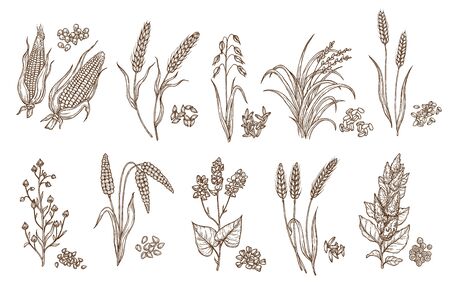 Cereal grain and plant isolated sketches of agriculture harvest and food vector design. Seeds of wheat, oat, barley and corn, rice, buckwheat, rye, quinoa and sorghum with ears, maize kernels and huskのイラスト素材