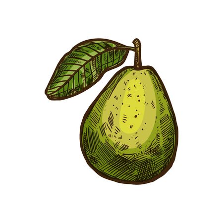 Tropical guava whole fruit with green leaf isolated sketch. Vector ripe Psidium guajava, edible tropical fruit. Exotic food dessert, hand drawn lemon guava, apple guavas summer vegetarian objectのイラスト素材