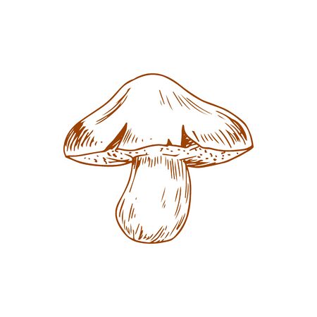 Edible mushroom isolated Boletus barrowsii fungi. Vector fungi food, veggie with thick cap and legのイラスト素材