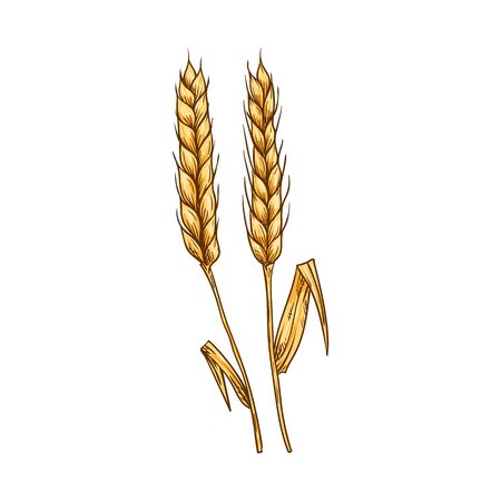 Ears of wheat isolated spike, bakery symbol sketch. Vector crop of cereal grains, flour ingredientのイラスト素材