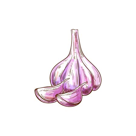 Whole garlic and cloves isolated root sketch. Vector bulb had of organic vegetable, spice condimentのイラスト素材