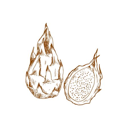 Dragon fruit pitaya isolated sketch. Vector whole and half exotic tropical dragonfruit pitahaya dessertのイラスト素材