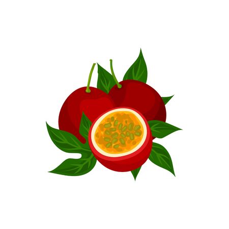 Maracuya isolated whole and cut exotic passion fruit. Vector tropical food, cross section with seedsのイラスト素材