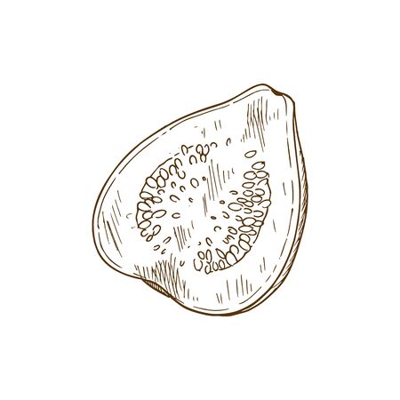 Guava tropical fruit with leaf, whole and half isolated. Vector cut exotic lemon guava with red fleshのイラスト素材