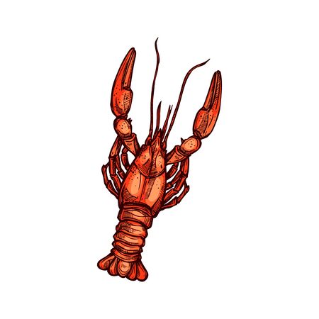 Boiled red crayfish isolated food snack sketch. Vector spiny lobster or crawfishのイラスト素材