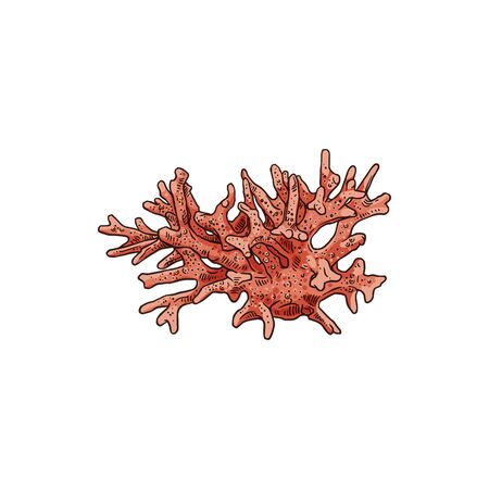 Coral underwater organism isolated pink hardcoral reef element. Vector marine sharp polypのイラスト素材