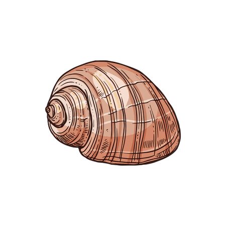 Shark eye predatory sea snail isolated Neverita duplicata marine gastropod mollusk. Vector seashell sketchのイラスト素材