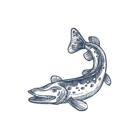 Pickerel or esox fish, isolated freshwater pike monochrome sketch. Vector elongated torpedo-like predatory fish, mackerel pike or Pacific saury. Hand drawn walleye, Sander vitreus Esox or pickerelのイラスト素材