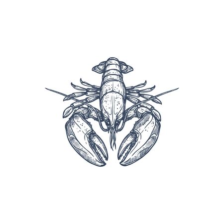 Monochrome lobster isolated marine animal mascot. Vector raw fresh or boiled cooked crustacean, seafood hand drawn sketch. Large marine lobster with cylindrical body, stalked eyes, and pincersのイラスト素材