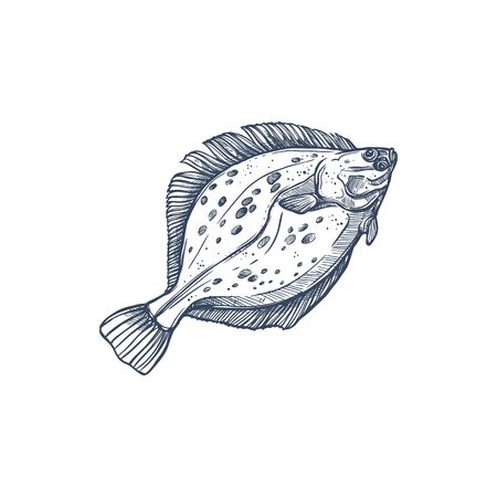 Flounder flatfish species isolated monochrome sketch. Vector demersal fish living at bottom of oceans. Gulf or southern summer flounder, european winter Halibut olive flounders, Paralichthys albiguttaのイラスト素材