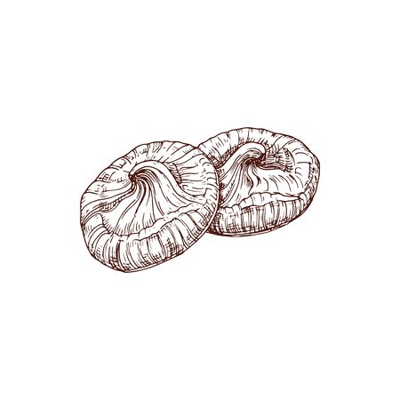 Dried figs fruits, candied berries isolated sketch. Vector dry sweet snack, natural healthy vegan food illustrationのイラスト素材