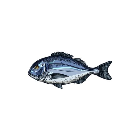 Orata gilt head bream isolated saltwater fish sketch. Vector underwater animal with flounders, seafood. Orata or Dorada fish of bream family Sparidae found in Mediterranean Sea, seam breamのイラスト素材