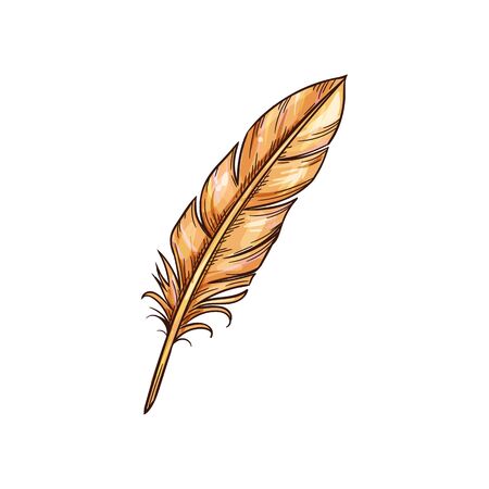 Feather quill pen writing tool isolated sketch. Vector vintage handwriting object, drawing element. Beige quill pen, old stationary accessory. Feather of wing-feathered large bird, poetry symbolのイラスト素材